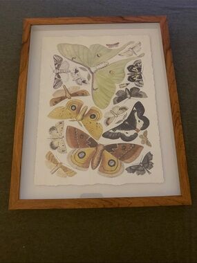 Butterfly / Moth Framed Print